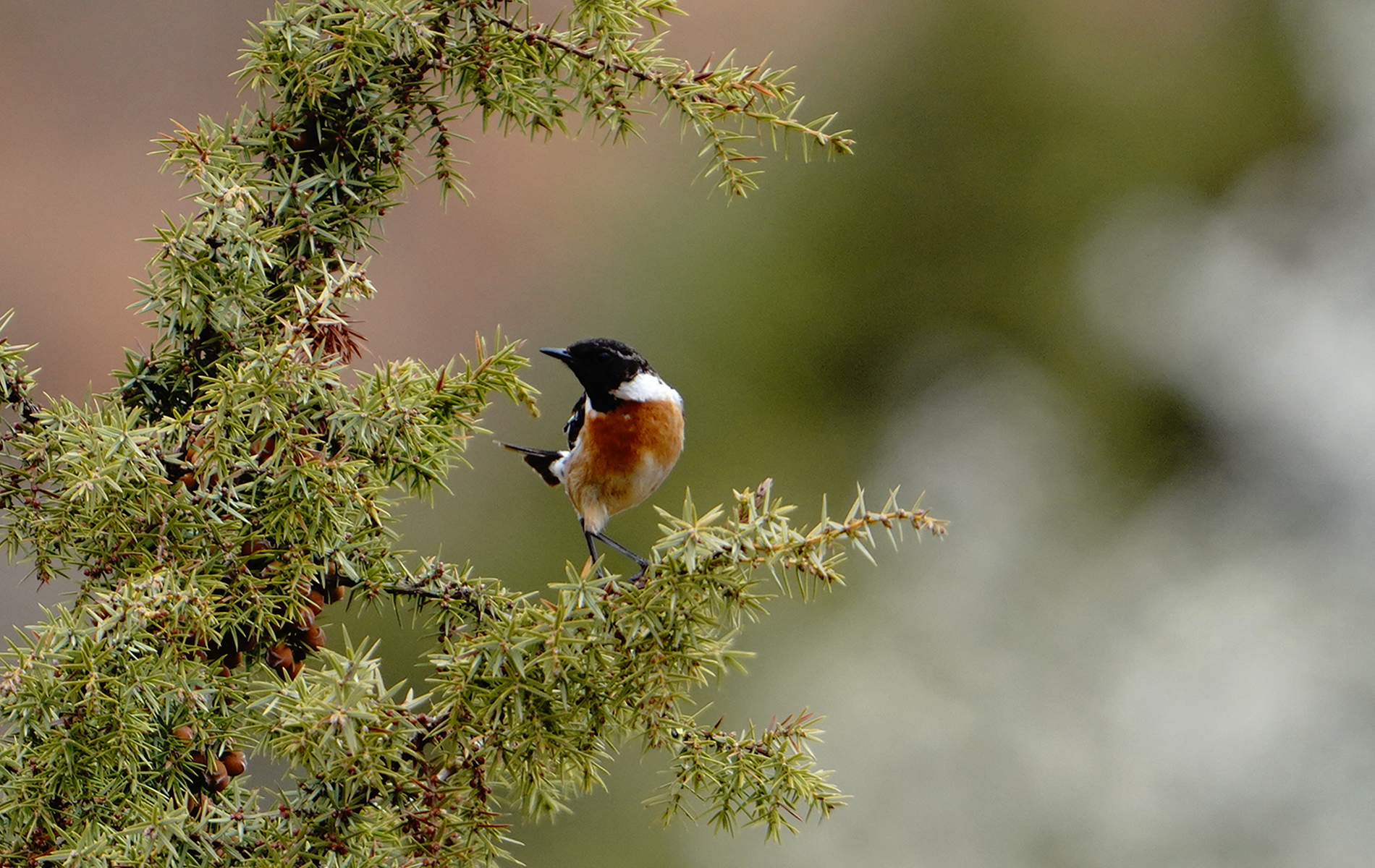 European Stonechat